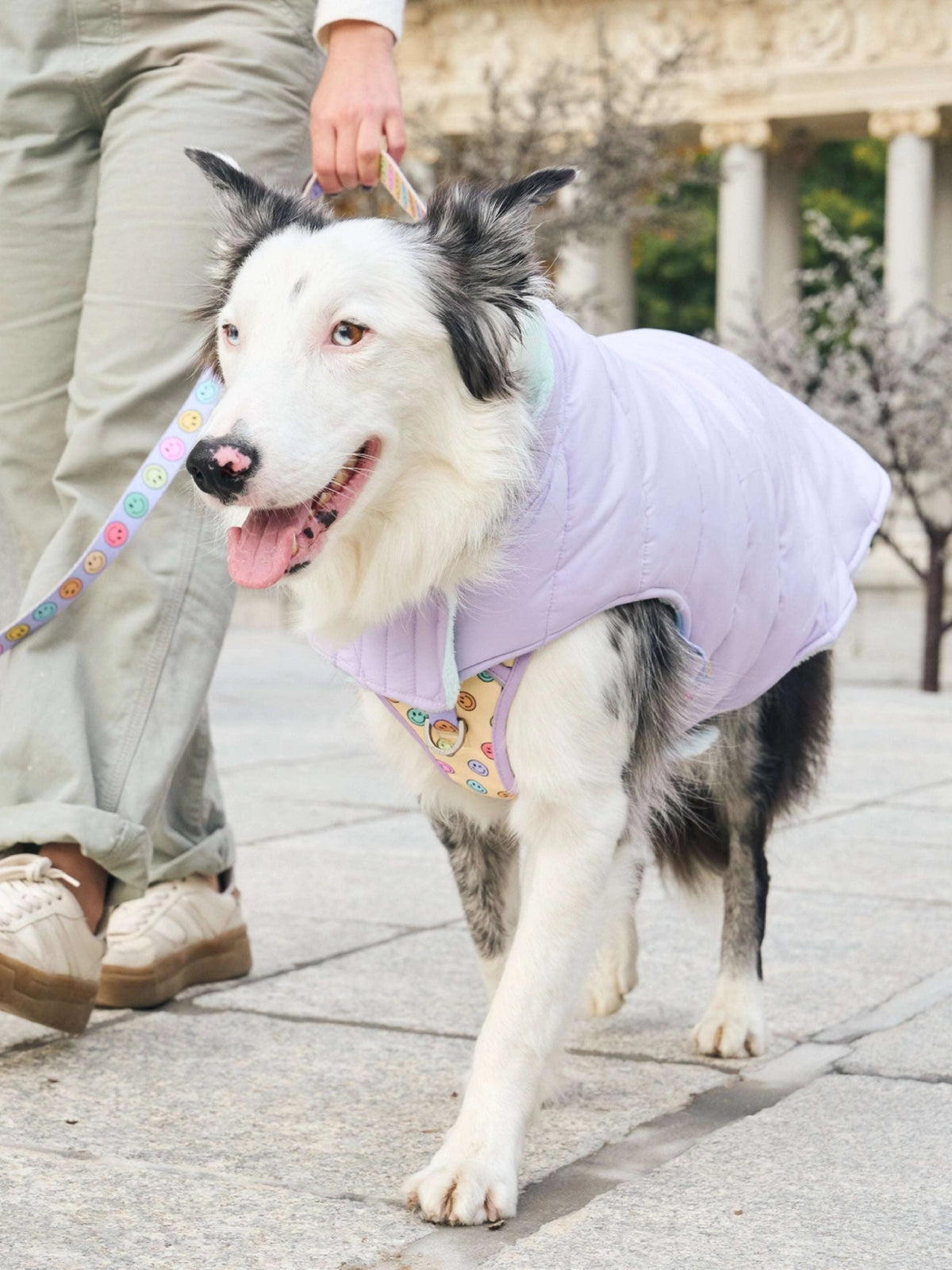 ABRIGO PARA PERRO PURPURA