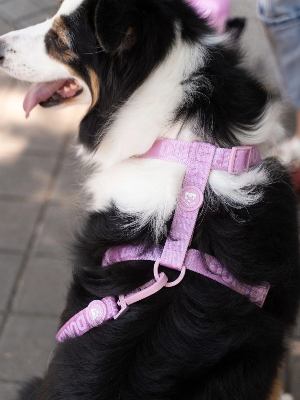 ARNÉS CLÁSICO PARA PERRO STRAWBERRY