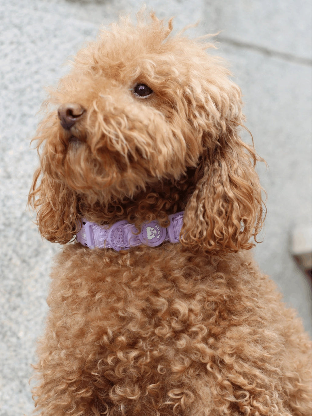 COLLAR PARA PERRO VIOLETA