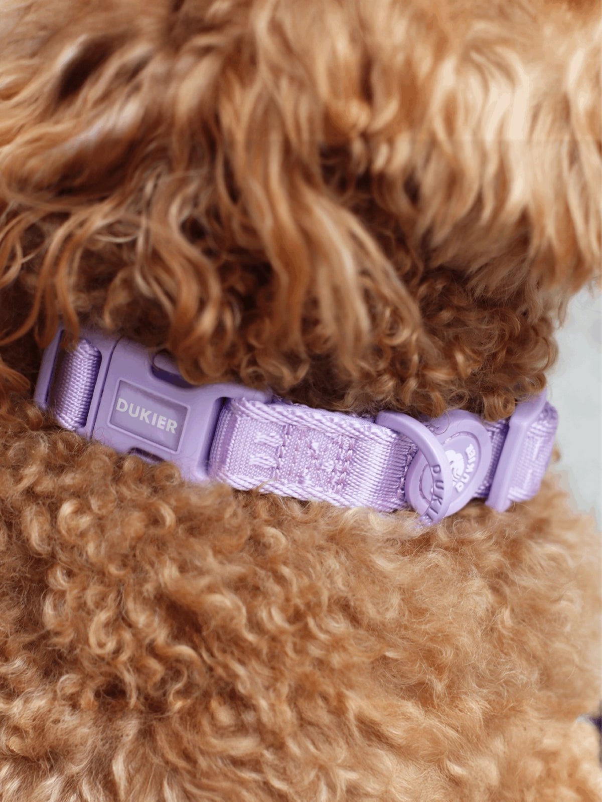 COLLAR PARA PERRO VIOLETA