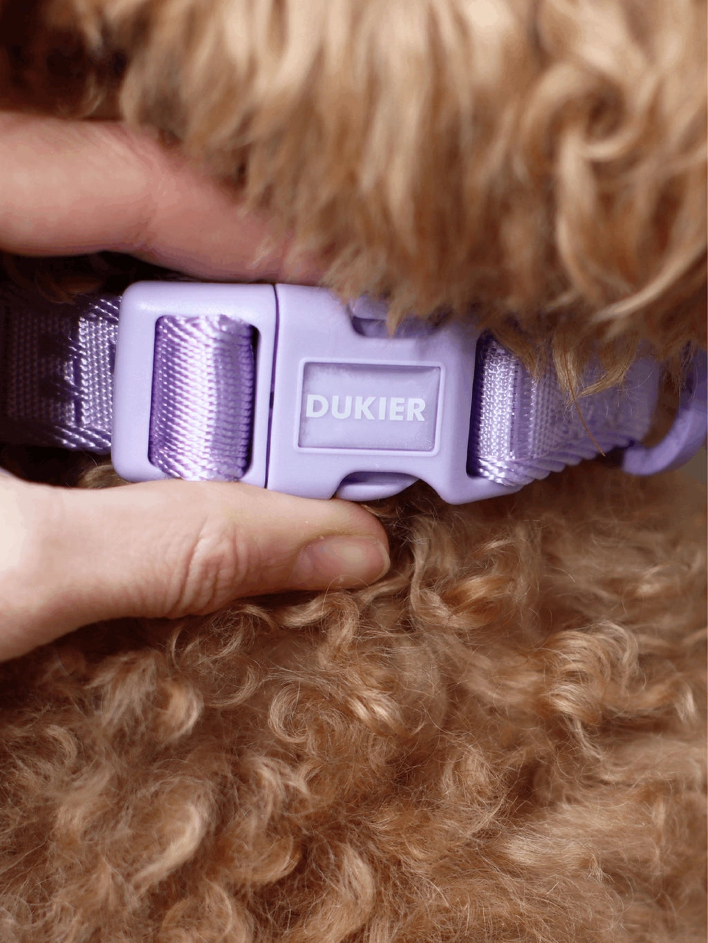 COLLAR PARA PERRO VIOLETA