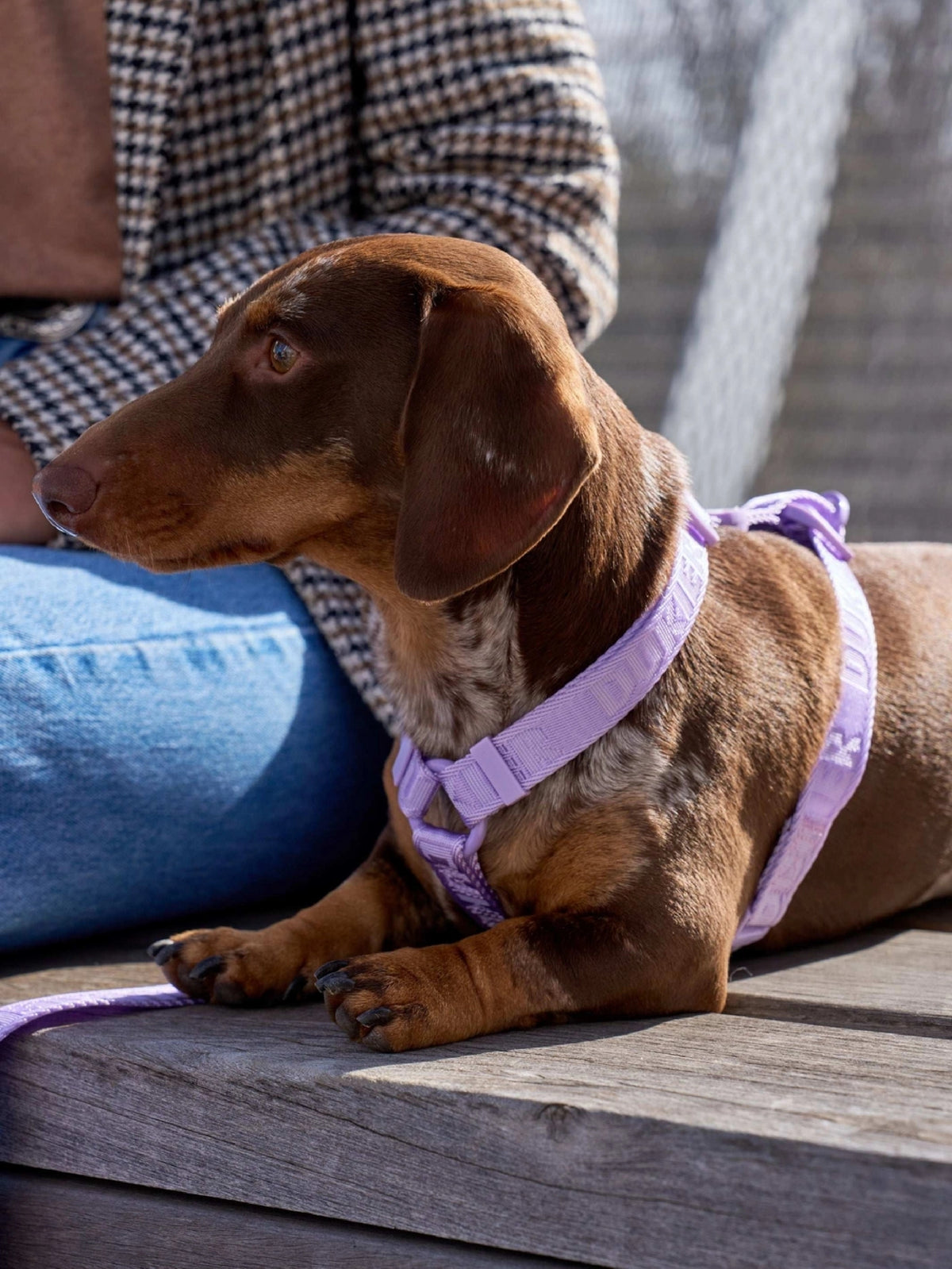 ARNÉS CLÁSICO PARA PERRO VIOLETA