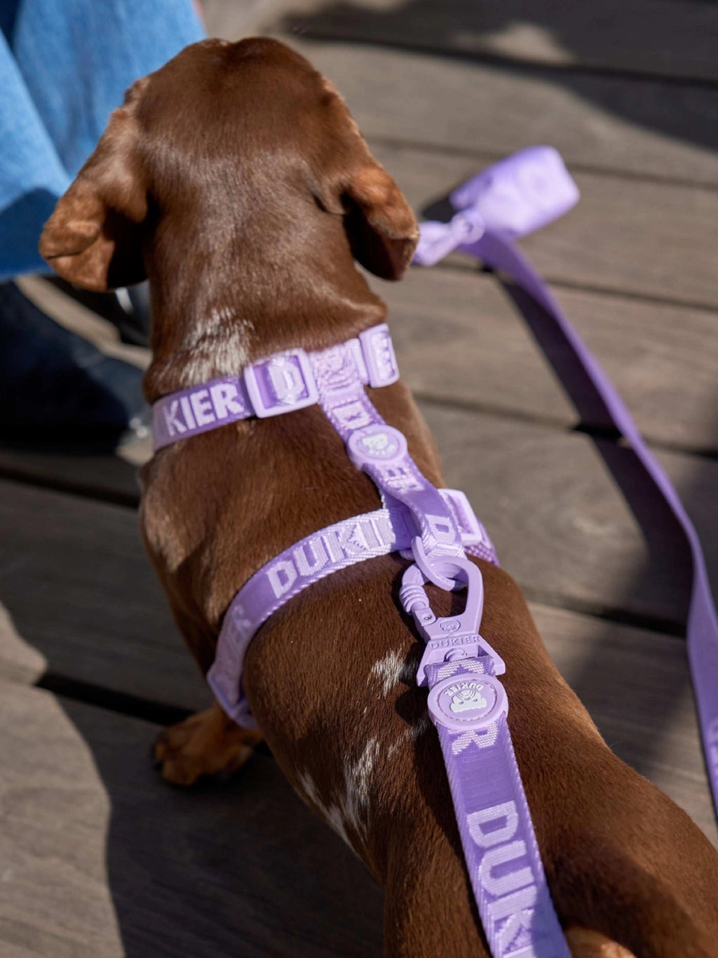 ARNÉS CLÁSICO PARA PERRO VIOLETA