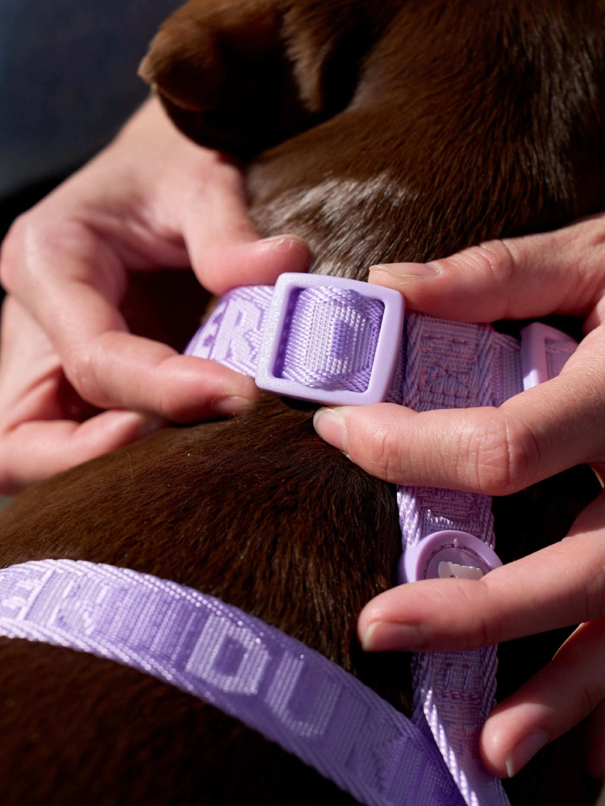 ARNÉS CLÁSICO PARA PERRO VIOLETA