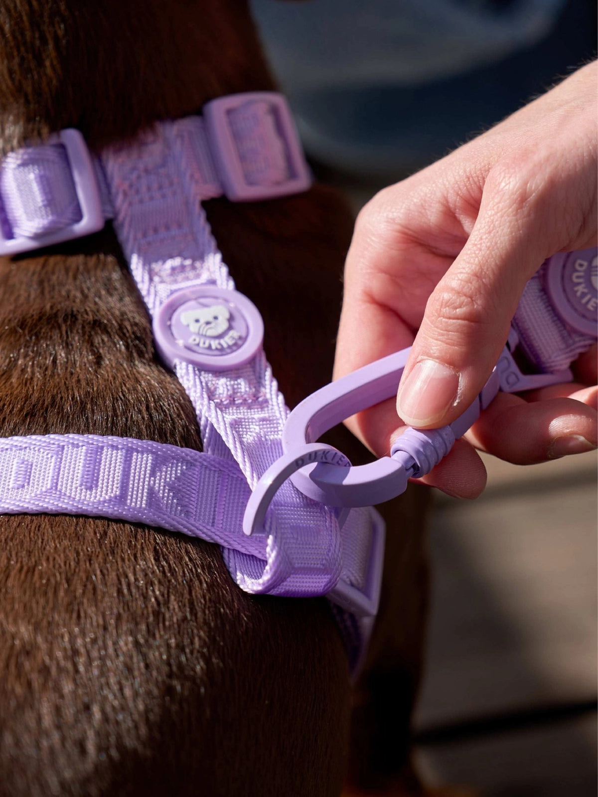 CORREA PARA PERRO VIOLETA