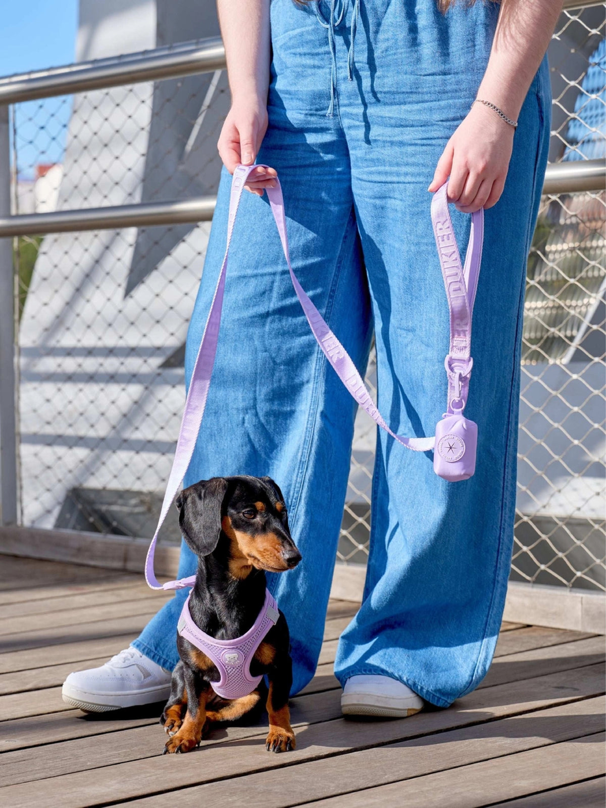CORREA PARA PERRO VIOLETA