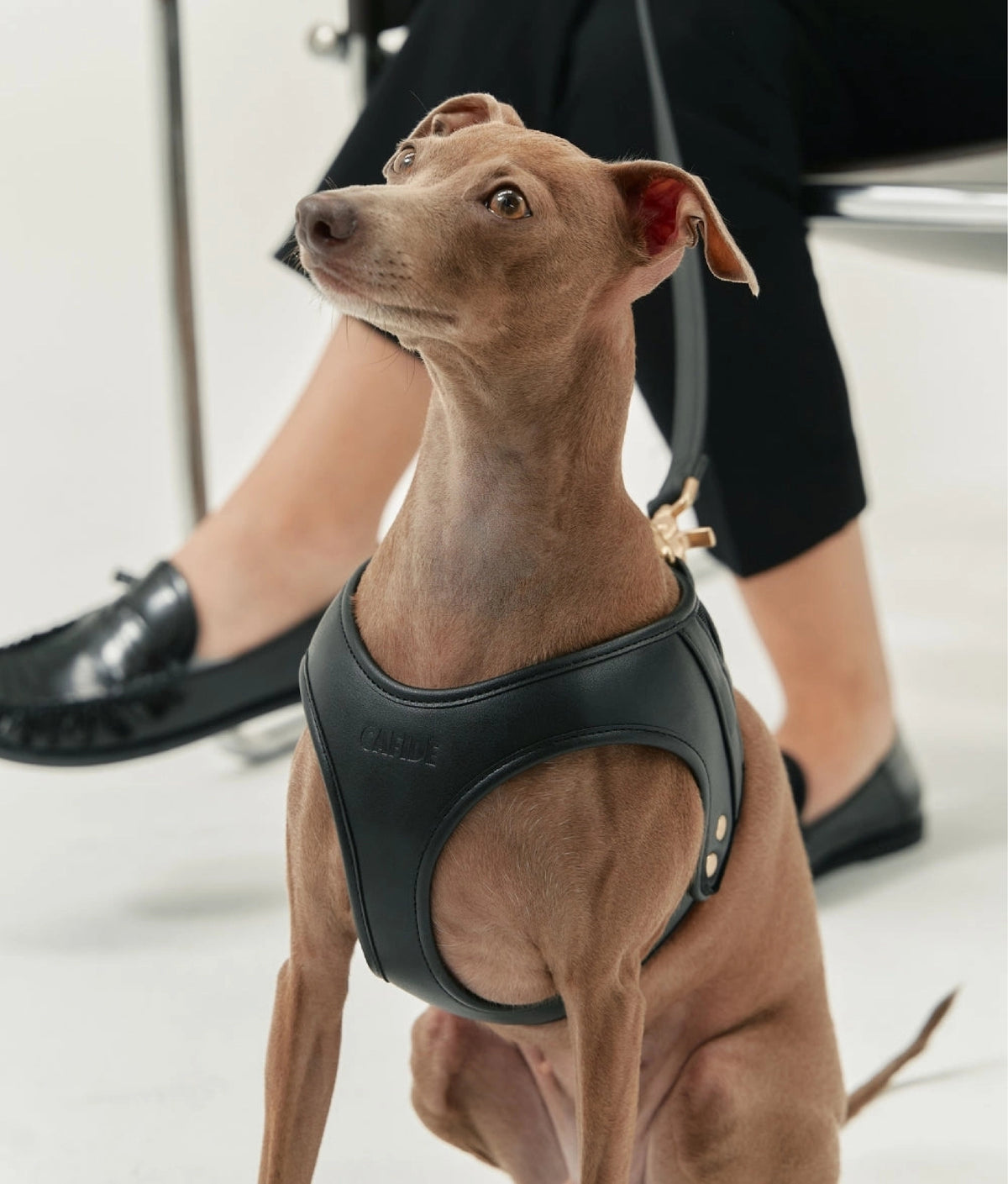 ARNÉS "LUXURY" CUERO VEGANO NEGRO